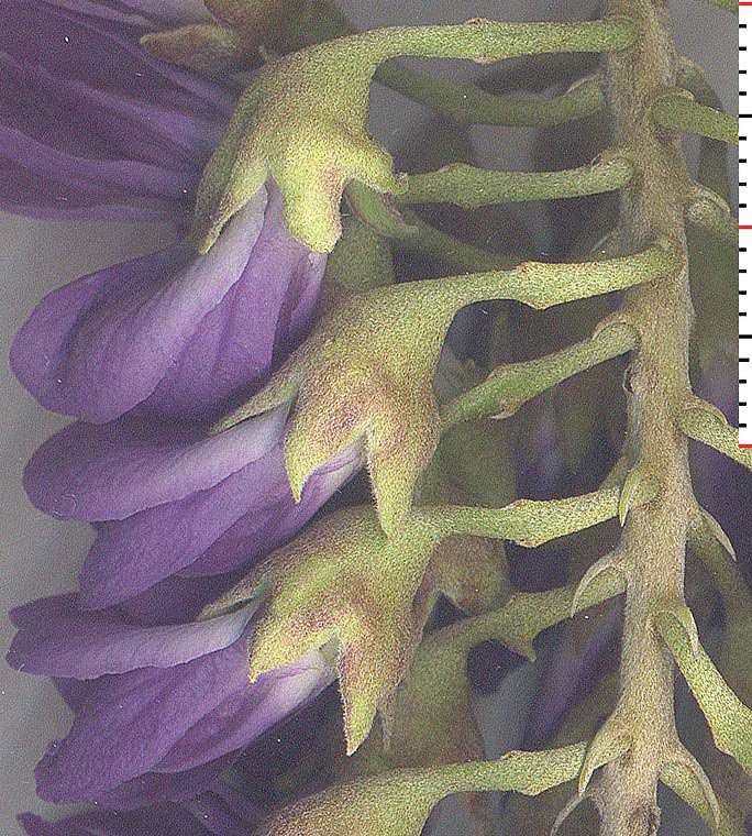 SOSE3-infl-secunddet