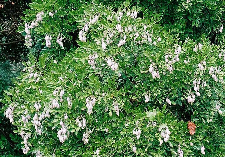 SOSE3-infructescence-July