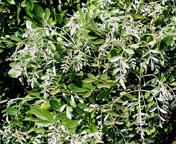 SOSE3-newleafs-May03