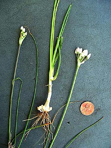 Allium elmendorfii