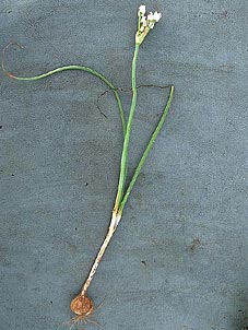 Allium runyonii