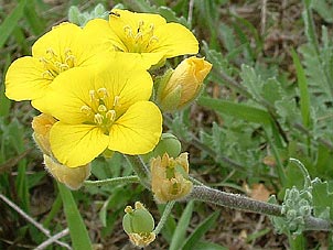 Lesquerella grandiflora