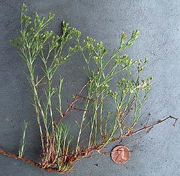 Paronychia lundellorum