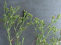 Paronychia lundellorum