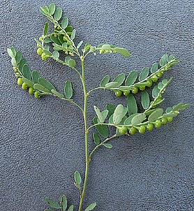 Phyllanthus abnormis