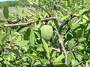 Prunus texana