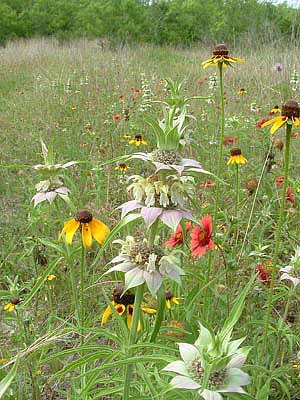 Horsemint