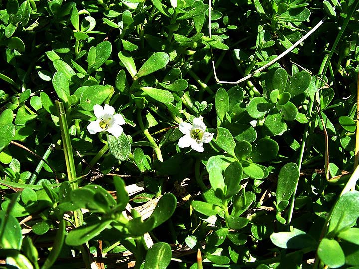 Bacopa