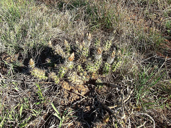 Echinocereus