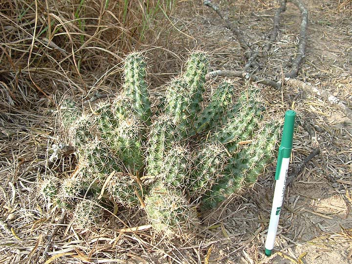 Echinocereus