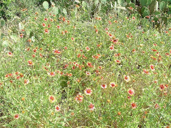 Gaillardia