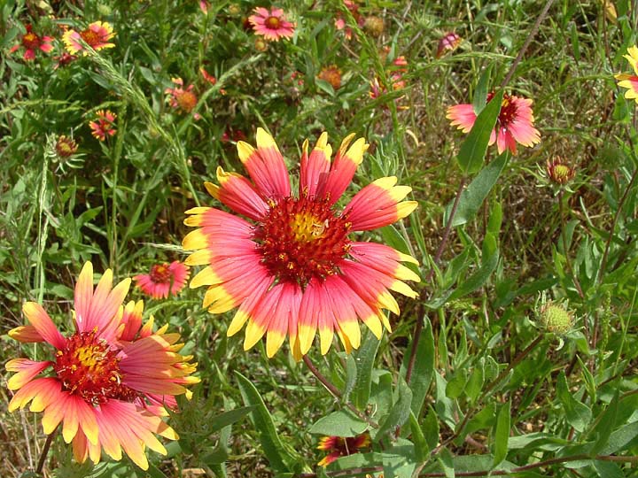 Gaillardia
