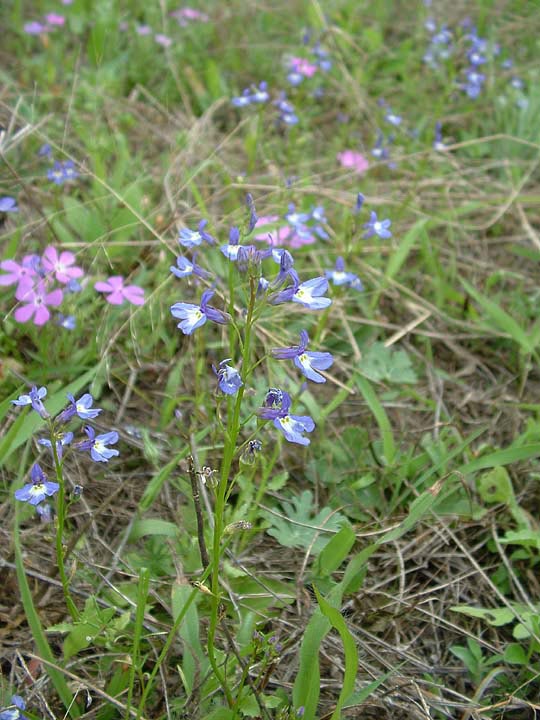 Lobelia