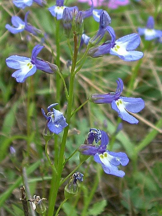 Lobelia
