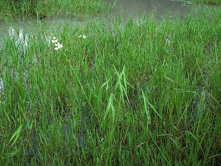 Sagittaria