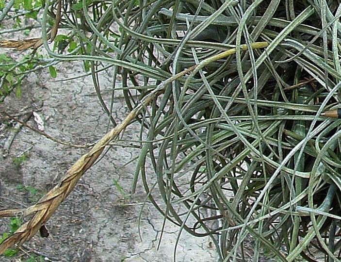 Tillandsia