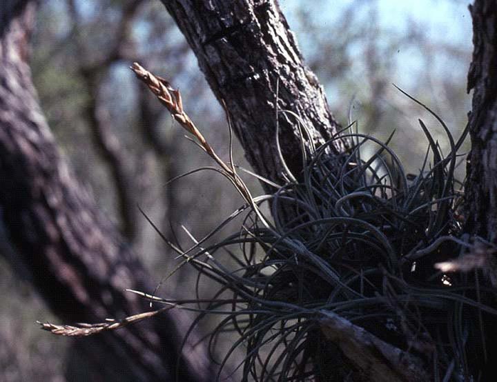 Tillandsia