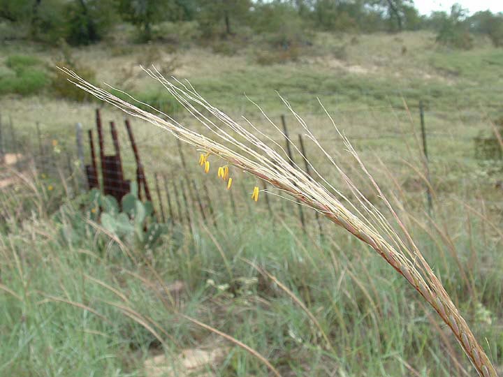 Trachypogon