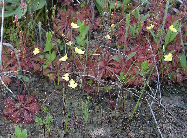 Utricularia