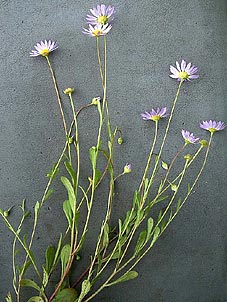 Astranthium integrifolium