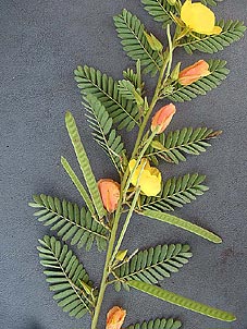 Chamaecrista fasciculata