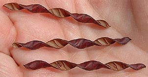 Chamaecrista fasciculata