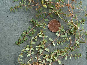 Chamaesyce glyptosperma