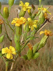 Croptilon rigidifolium