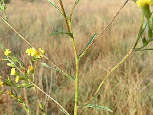 Croptilon rigidifolium
