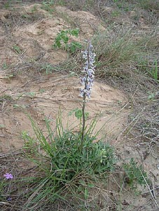 Delphinium species