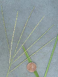Digitaria texana