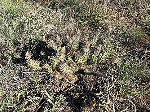 Echinocereus papillosus