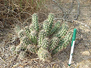 Echinocereus papillosus