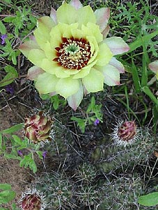 Echinocereus papillosus