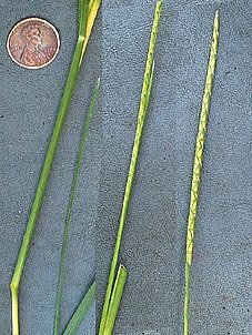 Elyonurus tripsacoides