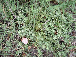 Eryngium nasturtiifolium