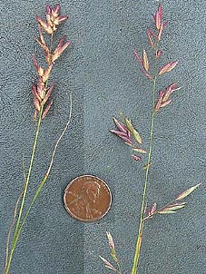 Eragrostis secundiflora