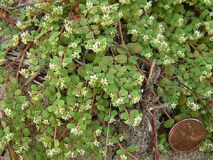 Euphorbia cordifolia