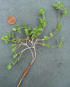 Euphorbia innocua