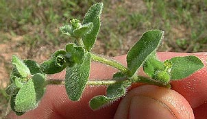 Euphorbia innocua