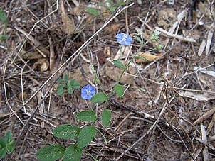 Evolvulus alsinoides