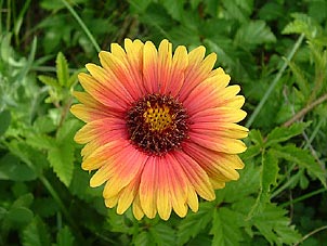 Gaillardia pulchella