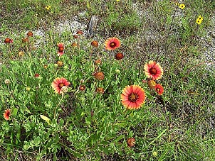 Gaillardia pulchella