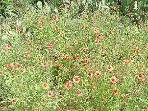 Gaillardia pulchella