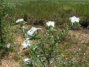 Heliotropium texanum