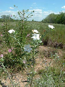 Heliotropium texanum