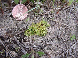 Lepuropetalon spathulatum