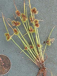 Lipocarpha micrantha