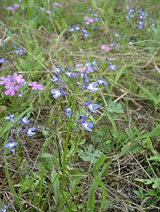 Lobelia berlandieri