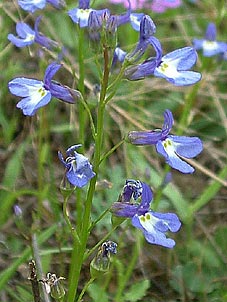 Lobelia berlandieri